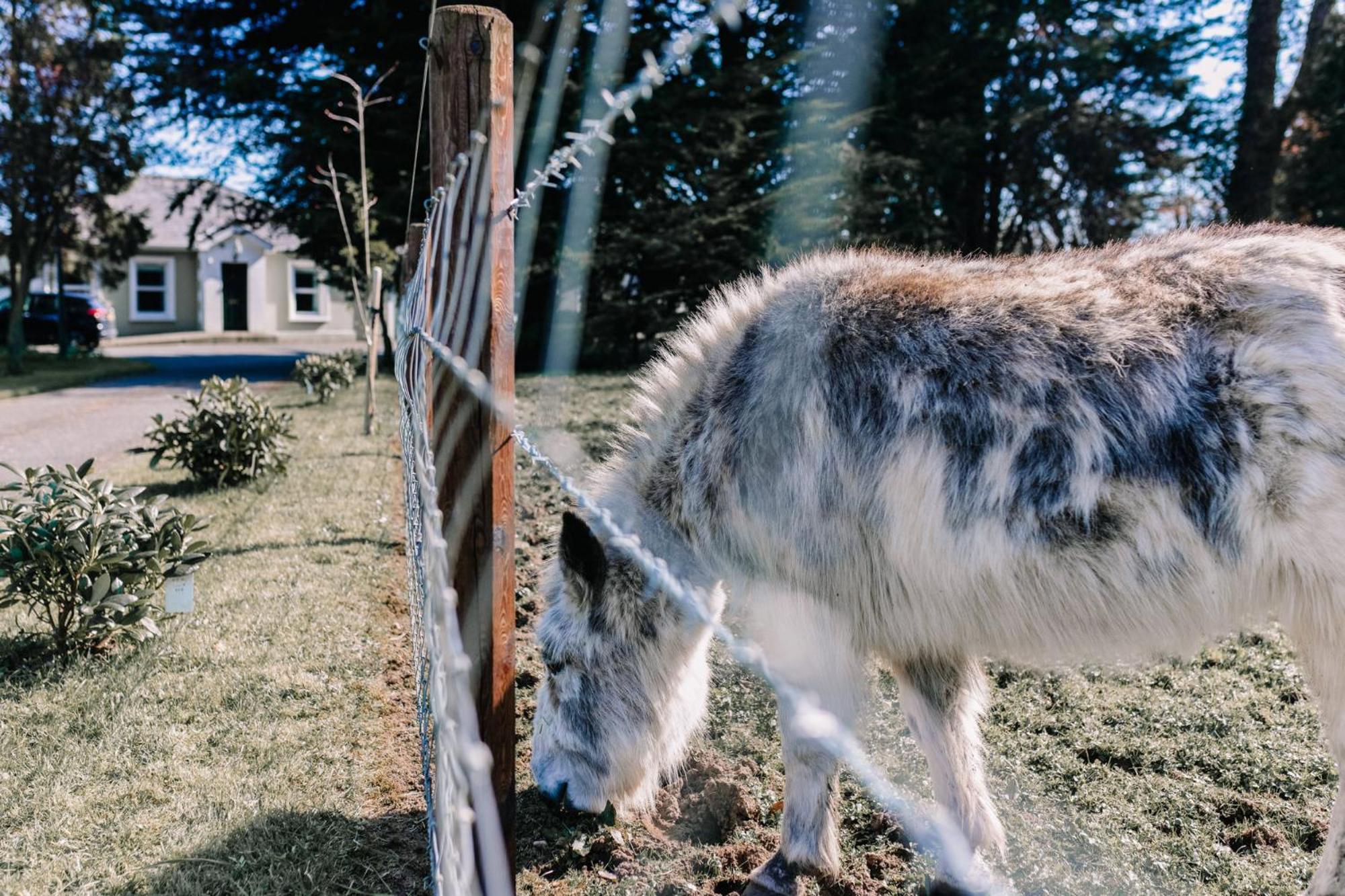 Brookhall Cottages リスバーン エクステリア 写真